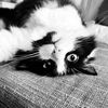oreo_not_orca