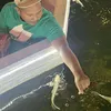 geromethedragon1