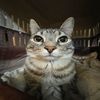 soggybiscuit93
