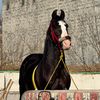kingofhorsebabar12