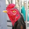 PugeranRooster