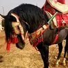 hamdolilah011