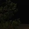 roo7i_1