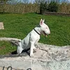 il.bullo.di.roma