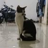 darmini_76