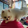 hanh_ngo094