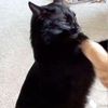 bramblepaws3