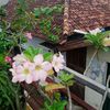 febrianti_ruh