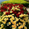 siham.alami8