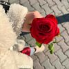 ahmadaldaher686