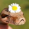anaconda_58