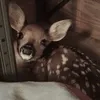 aylvrrxo