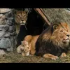 salmi.amir6