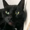 black_cat_but_cooller