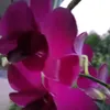 huynh.hanh789