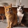 meandmydogsandcats