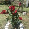 elizabeth.hernnde4798