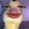 wh0s.lrnzo