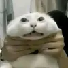 bongyeu_212