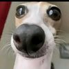 elperrotieso1