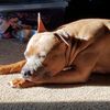 canine6727