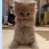 catballer68