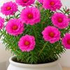abbas.uddin986