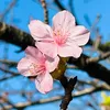 sakusakura1223