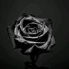 blacklabel666_