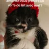 kakestmdtgl