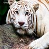 ahmad74904