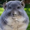 poogsnr