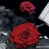 samaamd0