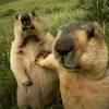 capybara.15.1996
