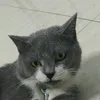 maideothanhcong999