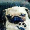 puggzakaa