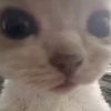 annie_6775
