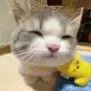 tramyvoanh__