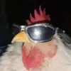 rodowita19