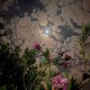 moon.nov2