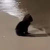ban_hamnster