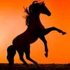 warhorse888