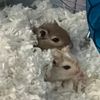 zoeyandthegerbils
