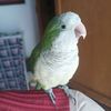 cotorro_890