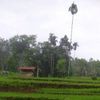 cahayaaisah499
