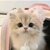 comonido.kitty_offical