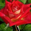 afghan.king3365