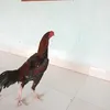 lvnminh788