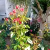miraespp