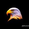 user805201108171